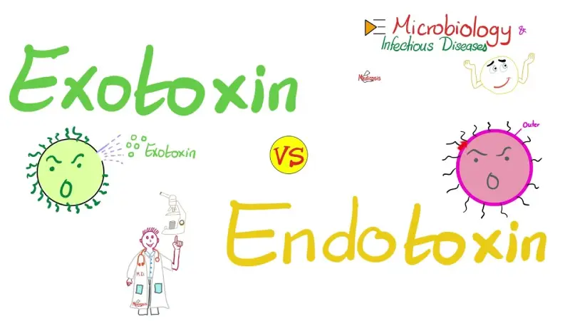 تفاوت بین اگزوتوکسین و اندوتوکسین