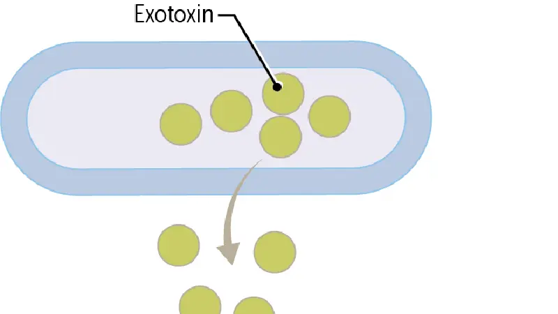 اگزوتوکسین چیست